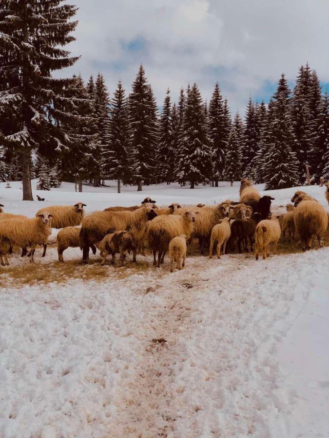 Cottage Uskoci Žabljak エクステリア 写真